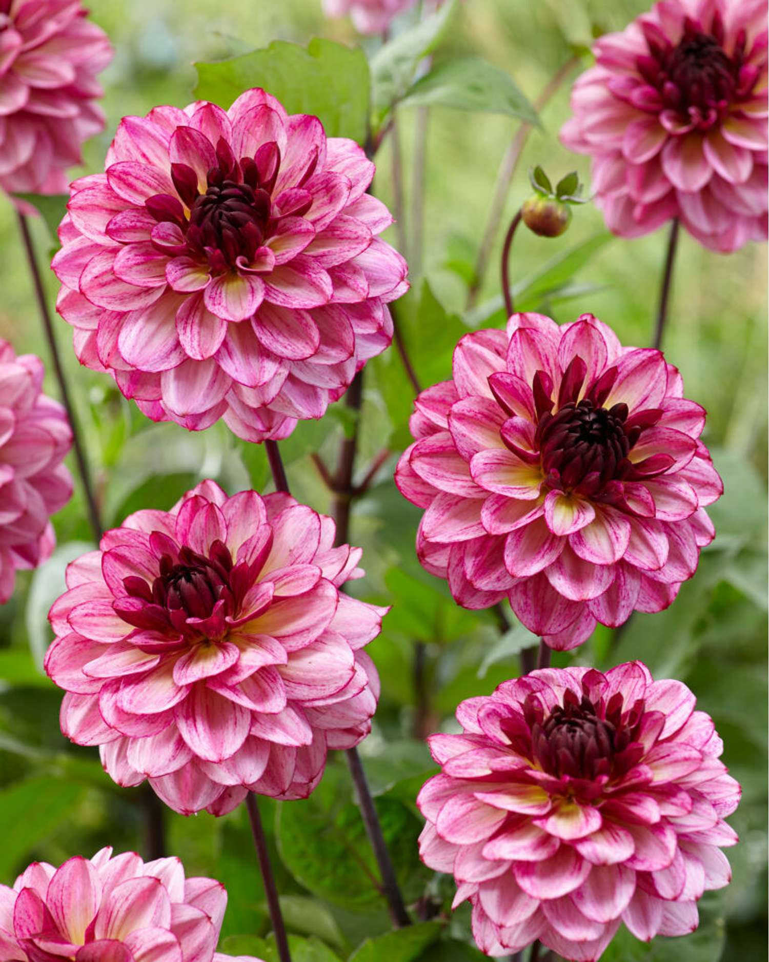 Dahlia 'Muchaha'